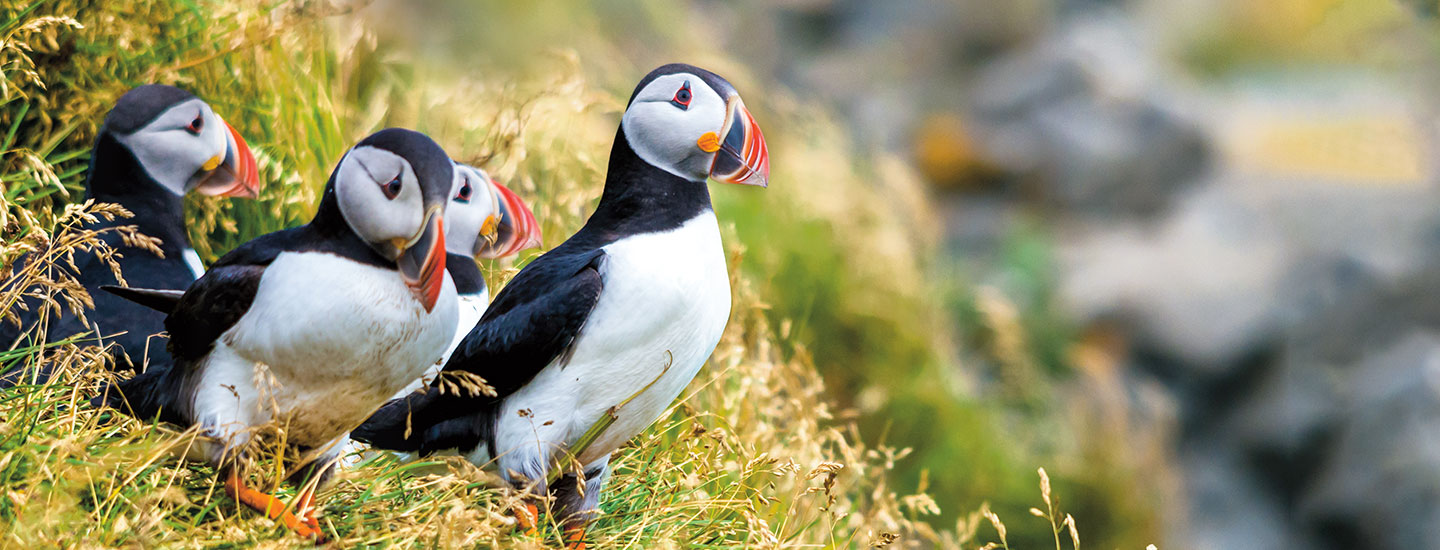 Four puffins on a grassy hill.