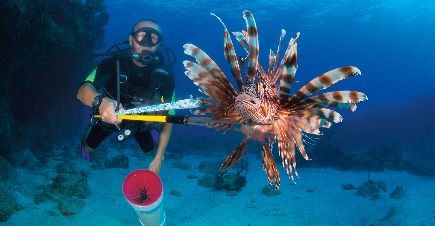 A diver spears a lionfish in the ocean.