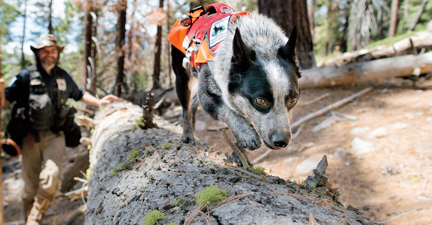 A dog wearing a vest runs through a forest.