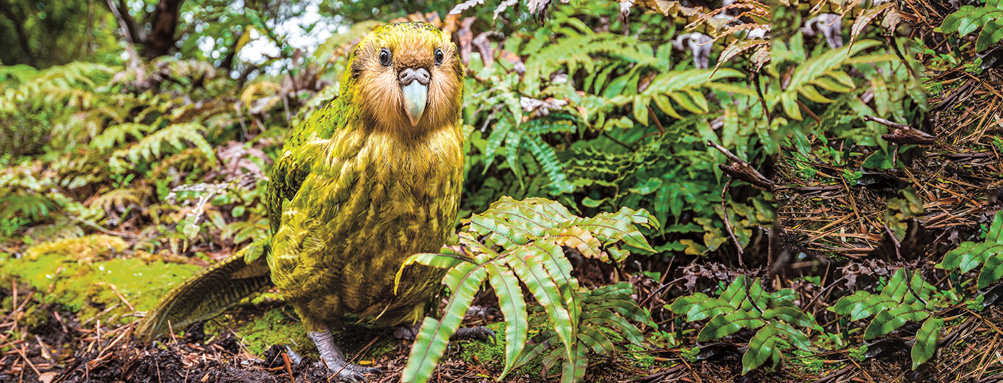 A fat, green bird standing on the ground, surrounded by ferns and moss